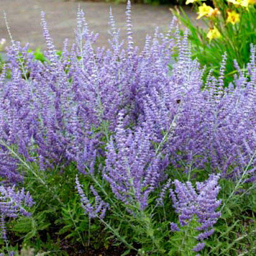 Перовския Лейси Блю изображение 1 артикул 7258