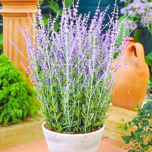 Перовския Блю Спайр артикул фото 1 Перовския Блю Спайр изображение 1 артикул 3966