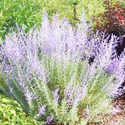 Перовския Литтл Спайр изображение 1 артикул 2590