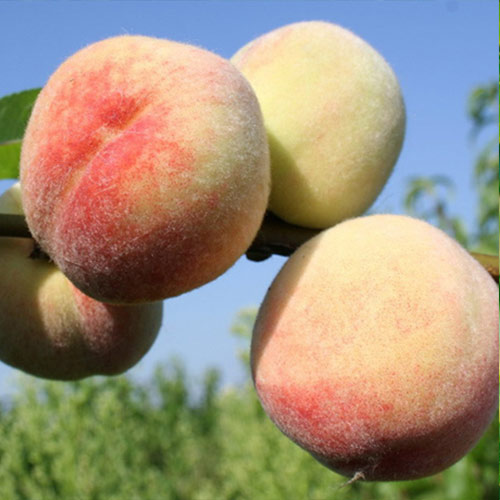 Персик Белый король изображение 1 артикул 7435