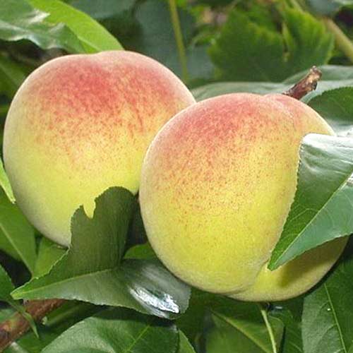 Персик Бианка ди Верона изображение 1 артикул 4223