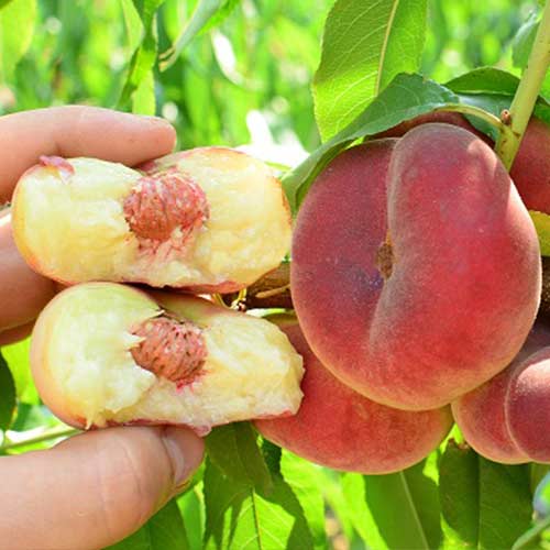 Персик инжирный Пинк Ринг изображение 1 артикул 4228