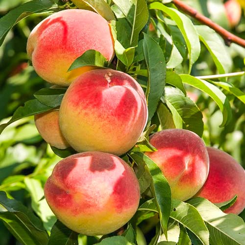 Персик колоновидный Юбилей Столицы изображение 1 артикул 1963