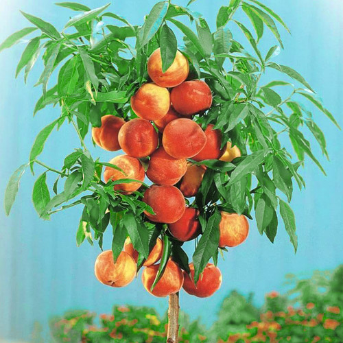 Персик колоновидный Золотой триумф изображение 1 артикул 1914