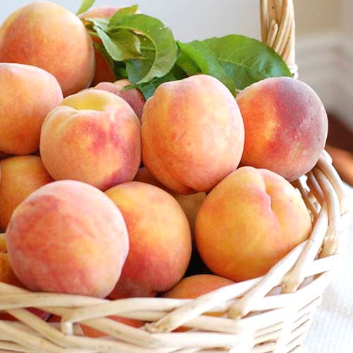 Персик Ореховый изображение 1 артикул 4226