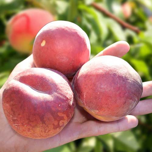 Персик Шугар Тайм артикул фото 1 Персик Шугар Тайм изображение 1 артикул 4234