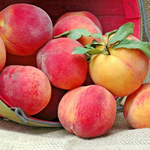 Персик Спринг Леди артикул фото 1 Персик Спринг Леди изображение 1 артикул 4232