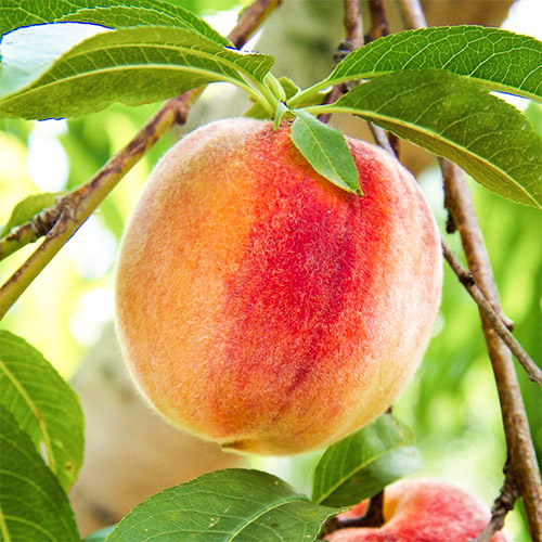 Персик Золотой юбилей изображение 1 артикул 7933