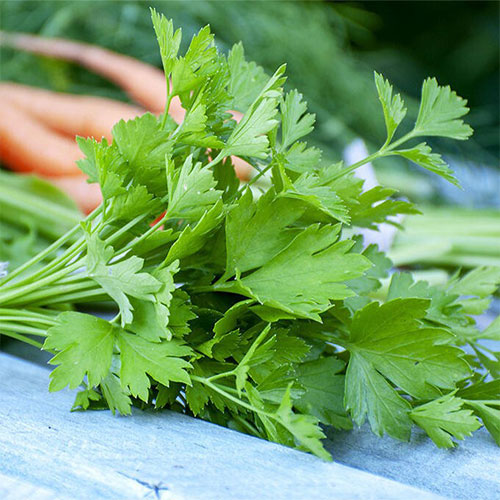 Петрушка листовая Витаминка Premium Seeds изображение 1 артикул 83811