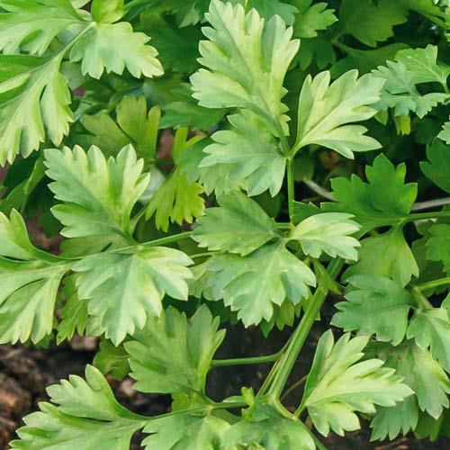 Петрушка Тайга изображение 1 артикул 69804