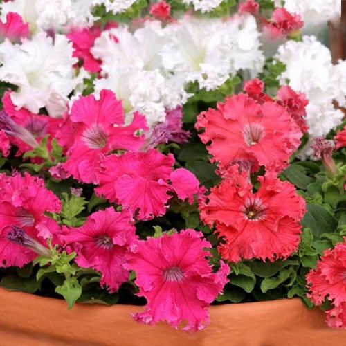 Петуния Афродита F1, смесь окрасок Premium Seeds изображение 1 артикул 83925