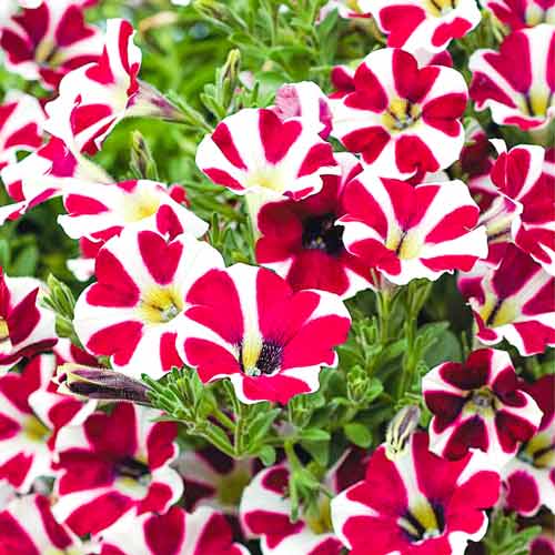 Петуния ампельная Лавина пурпурная звезда F1, семена изображение 1 артикул 66115