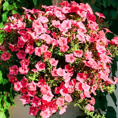 Петуния ампельная Салмон Вельвет F1, смесь окрасок изображение 1 артикул 66125