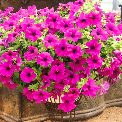 Петуния ампельная Вельвет Парпл F1, семена изображение 1 артикул 65856