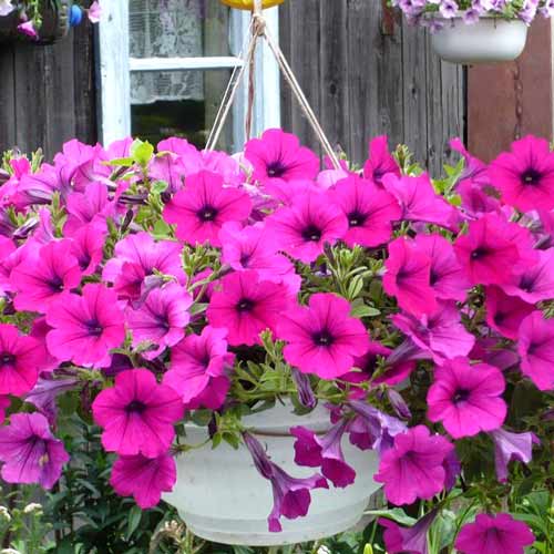 Петуния ампельная Вельвет Роуз Вейн F1, семена изображение 1 артикул 65857