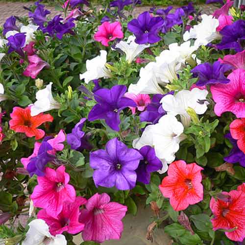 Петуния ампельная Водопад, смесь окрасок изображение 1 артикул 66107