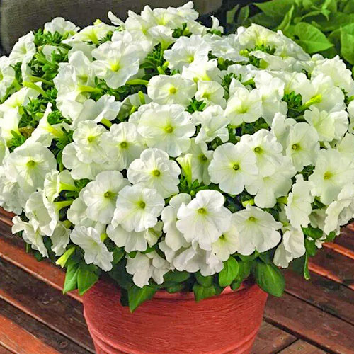 Петуния Ангорка Вайт F1 Premium Seeds изображение 1 артикул 83928