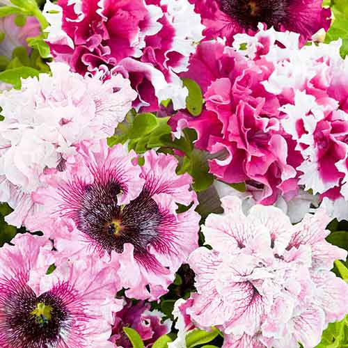 Петуния бахромчатая Триумф Черный, смесь окрасок артикул фото 1 Петуния бахромчатая Триумф Черный, смесь окрасок изображение 1 артикул 66913