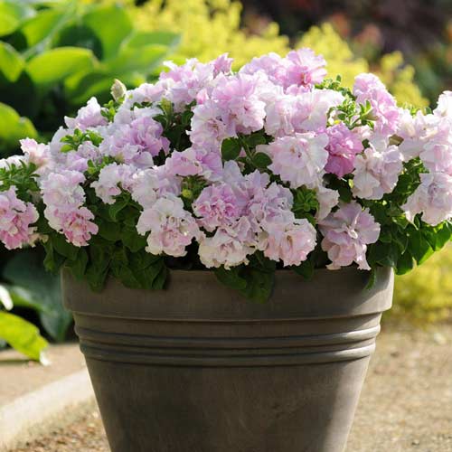 Петуния Дабл Каскад Орхидная F1      изображение 1 артикул 71534