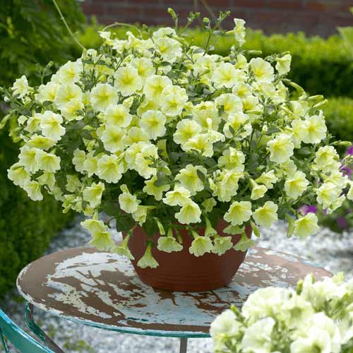 Петуния Дебонар Лайм F1 артикул фото 1 Петуния Дебонар Лайм F1 изображение 1 артикул 71980