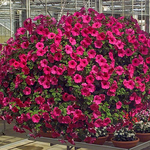 Петуния Эксплорер Пурпурная F1 артикул фото 1 Петуния Эксплорер Пурпурная F1 изображение 1 артикул 81371