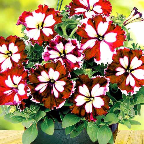 Петуния Экзотик Огненный Кан-кан F1 Русский огород НК артикул фото 1 Петуния Экзотик Огненный Кан-кан F1 Русский огород НК изображение 1 артикул 69969