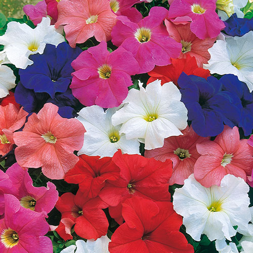 Петуния Феррари F1, смесь окрасок Premium Seeds изображение 1 артикул 83944