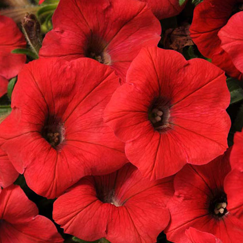 Петуния Феррари Ред F1 Premium Seeds изображение 1 артикул 83945