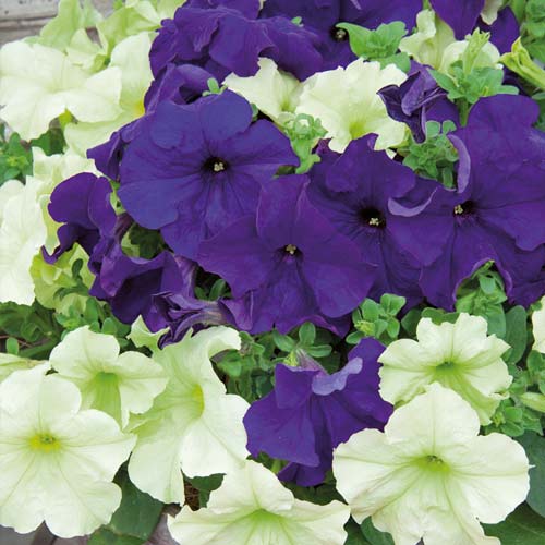 Петуния Фьюзибелс Джем черника Лайм, семена артикул фото 2 Петуния Фьюзибелс Джем черника Лайм, семена изображение 2 артикул 65884