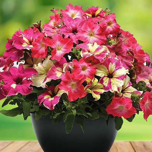 Петуния Фьюзибелс Коралл Лайм, семена изображение 1 артикул 65883