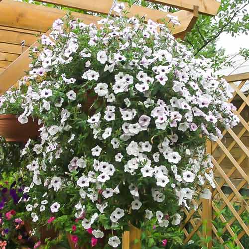 Петуния Торнадо Сильвер F1 артикул фото 1 Петуния Торнадо Сильвер F1 изображение 1 артикул 74110