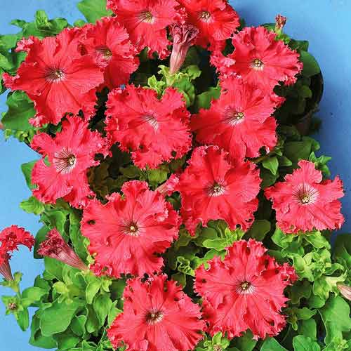 Петуния Афродита лососевая F1 изображение 1 артикул 71504