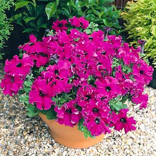 Петуния грандифлора Фриллитуния Бургунди F1, семена артикул фото 1 Петуния грандифлора Фриллитуния Бургунди F1, семена изображение 1 артикул 65881
