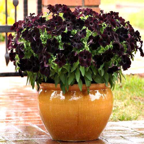 Петуния грандифлора Софистика Ежевика F1, семена артикул фото 1 Петуния грандифлора Софистика Ежевика F1, семена изображение 1 артикул 65871