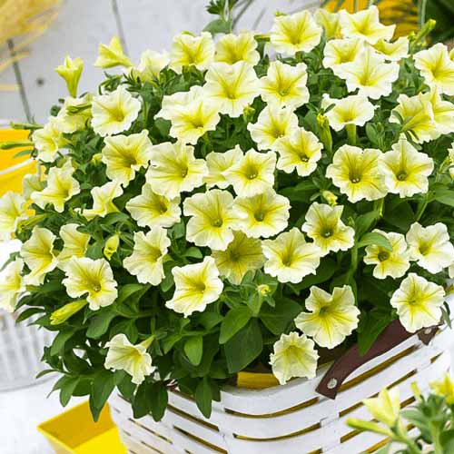 Петуния грандифлора Софистика Лайм F1 изображение 1 артикул 65872