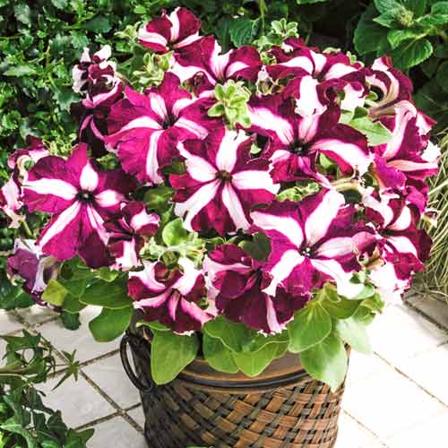 Петуния грандифлора Ультра Малиновая звезда F1, семена изображение 1 артикул 65875