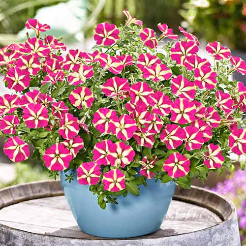 Петуния грандифлора Ультра Розовая звезда F1, семена артикул фото 1 Петуния грандифлора Ультра Розовая звезда F1, семена изображение 1 артикул 65876