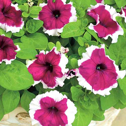 Петуния Хулахуп бургунди F1 изображение 1 артикул 71520