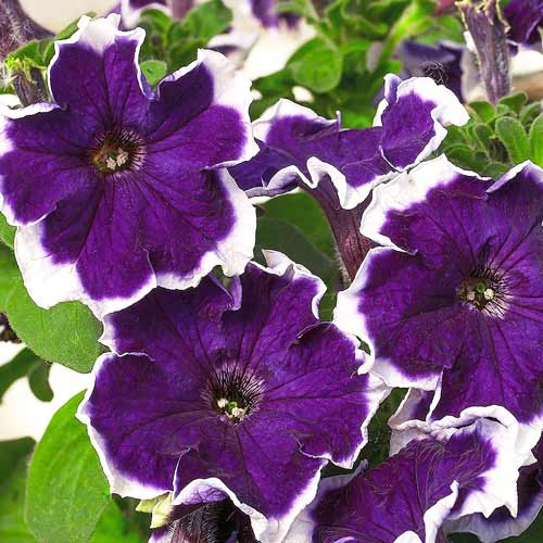 Петуния Хулахуп синяя F1 артикул фото 1 Петуния Хулахуп синяя F1 изображение 1 артикул 71524