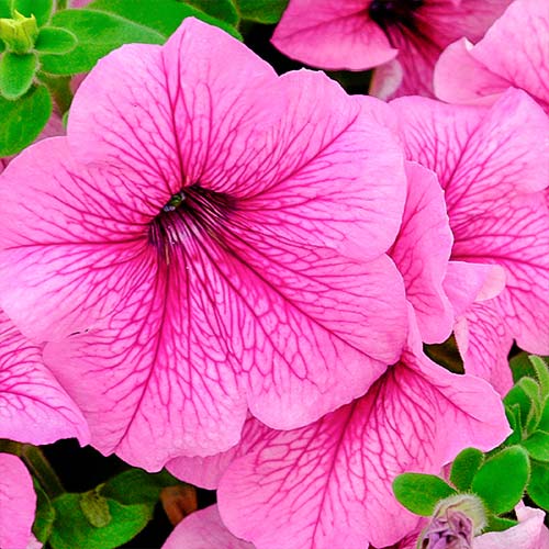 Петуния Игл Плам вейн F1 изображение 1 артикул 81378