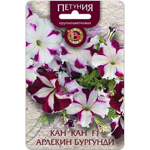 Петуния Кан-Кан Арлекин Бургунди F1 Биотехника артикул фото 1 Петуния Кан-Кан Арлекин Бургунди F1 Биотехника изображение 1 артикул 84654