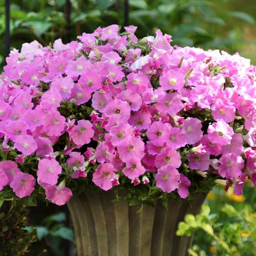 Петуния каскадная Рамблин светло-розовая F1, семена артикул фото 1 Петуния каскадная Рамблин светло-розовая F1, семена изображение 1 артикул 65868