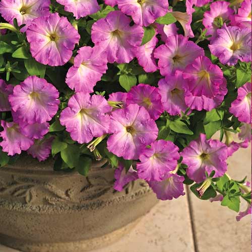 Петуния каскадная Рамблин ярко-розовая F1, семена изображение 2 артикул 65870