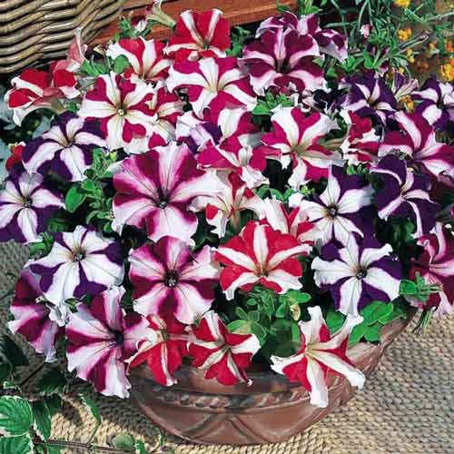 Петуния каскадная Звездопад F1, смесь окрасок артикул фото 1 Петуния каскадная Звездопад F1, смесь окрасок изображение 1 артикул 66171