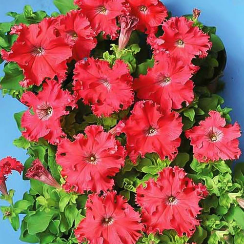 Петуния Красная гвоздика F1 Premium Seeds изображение 1 артикул 83929