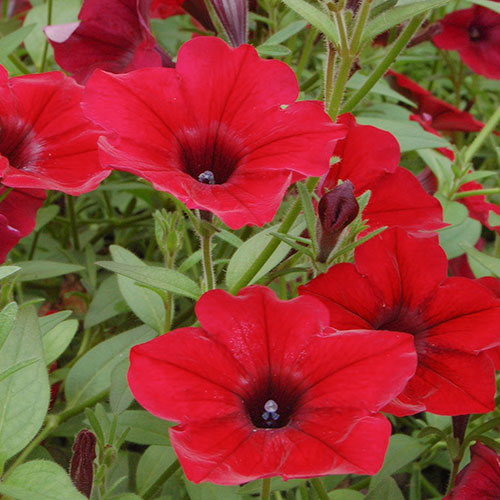 Петуния Красная шапочка F1 Premium Seeds изображение 1 артикул 83958