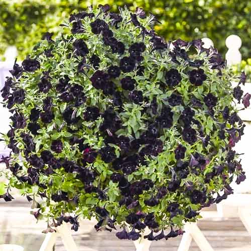 Петуния крупноцветковая Блэкберри F1, семена изображение 1 артикул 66172