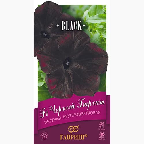 Петуния крупноцветковая Черный бархат F1 Гавриш артикул фото 1 Петуния крупноцветковая Черный бархат F1 Гавриш изображение 1 артикул 97798