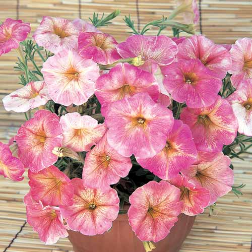 Петуния крупноцветковая Дольче Фраголино F1, семена артикул фото 1 Петуния крупноцветковая Дольче Фраголино F1, семена изображение 1 артикул 66111