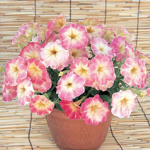 Петуния крупноцветковая Дольче Трио F1, смесь окрасок артикул фото 1 Петуния крупноцветковая Дольче Трио F1, смесь окрасок изображение 1 артикул 66110